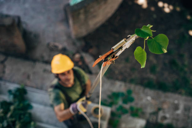 Best Fruit Tree Pruning  in Hugo, MN